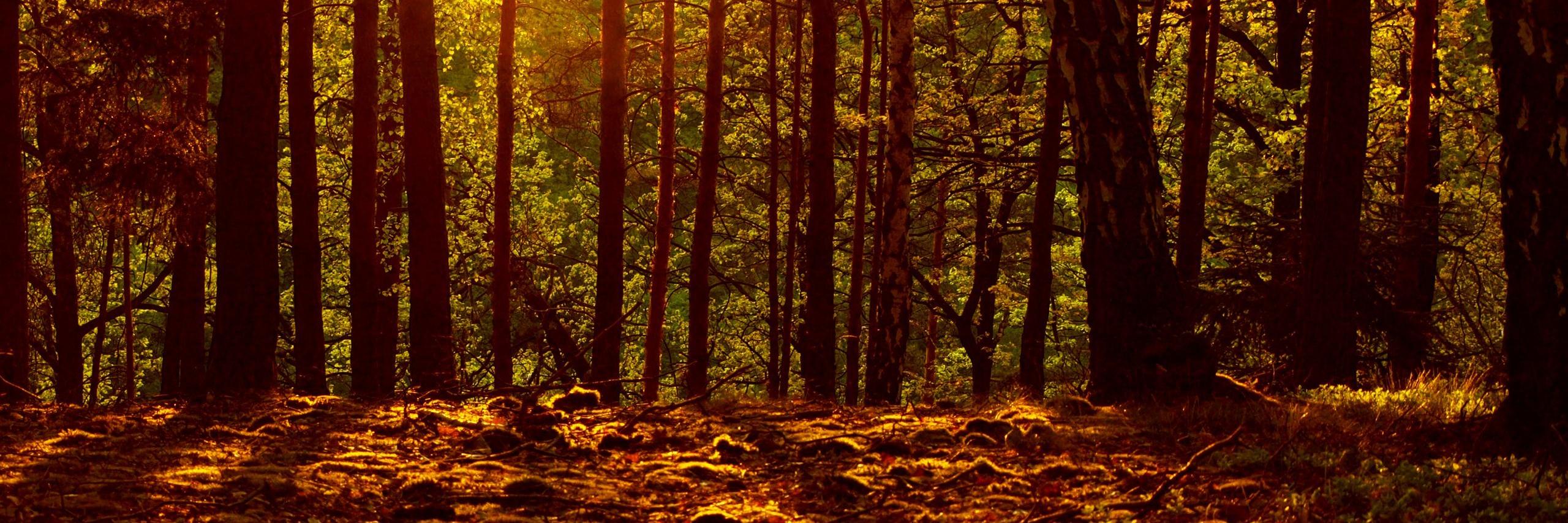 dyneql's profile banner image
