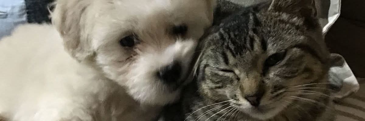 krumodanant's profile banner image