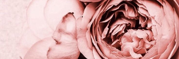 Minymaa's profile banner image