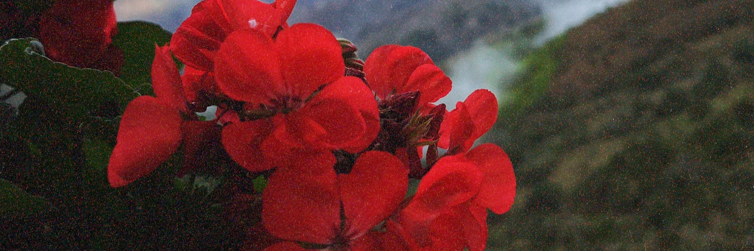 lizzed_n's profile banner image