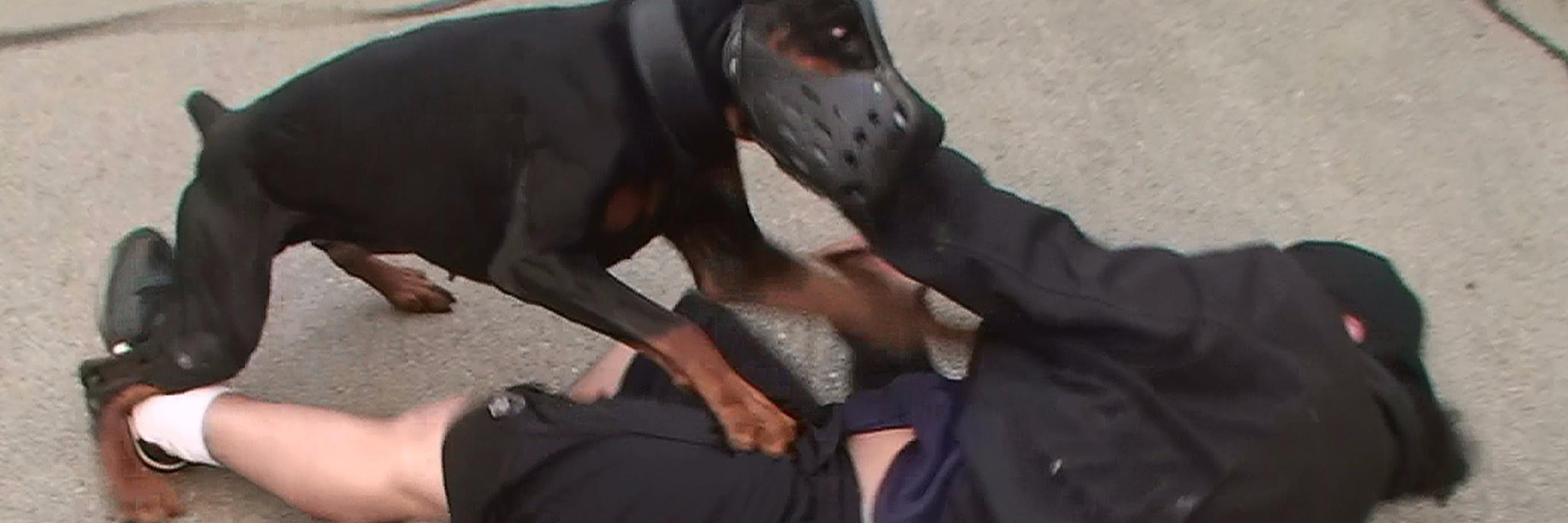 submityourdog's profile banner image