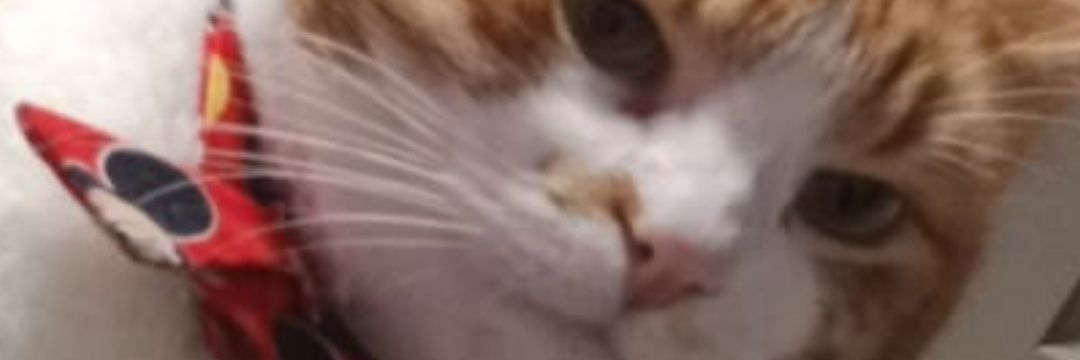 Cat banner