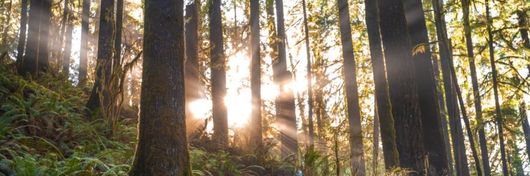 Nikki Andersen banner