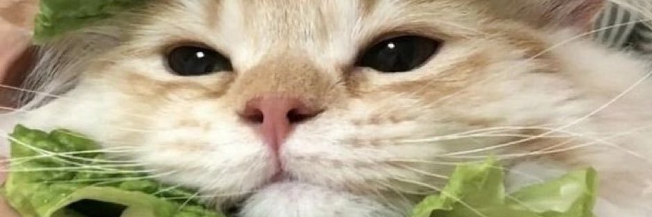 Matt💚 banner