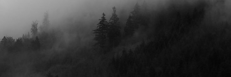 violekins's profile banner image