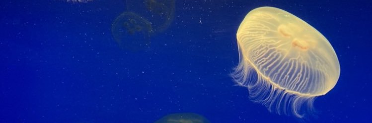 A39240291's profile banner image