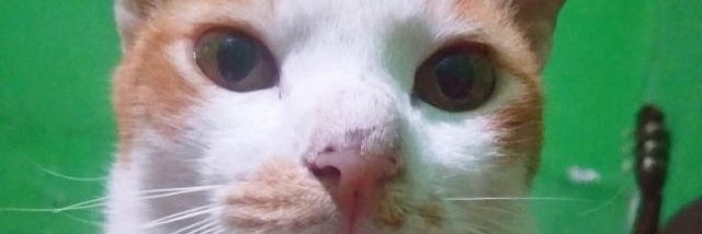 pristttt's profile banner image