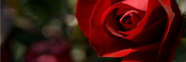 VikingIrishGod Profile Banner