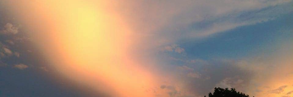 sylviascheffer's profile banner image