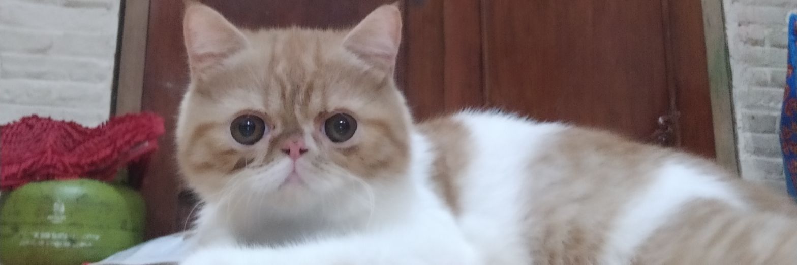 anggradyyan's profile banner image