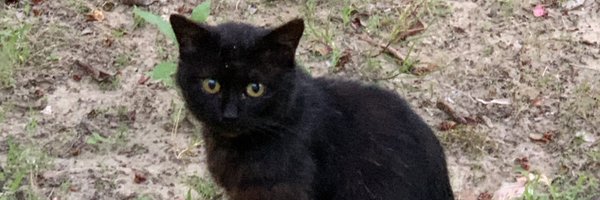 apex00tanaka Profile Banner