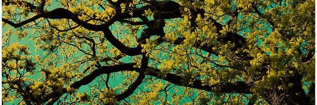 💛💙Магнолия Опус хочет трахнуть Бейлора banner