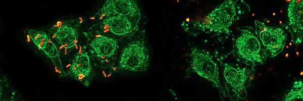 JenalLab Profile Banner