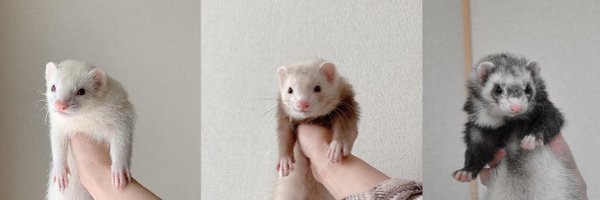 nano_ferret2 Profile Banner