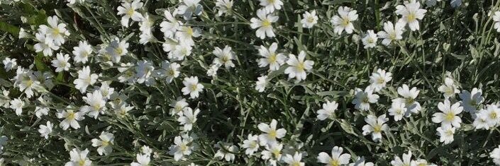 ✺ 𝙿𝙻 banner
