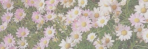 𝘮𝘪𝘺𝘶 banner