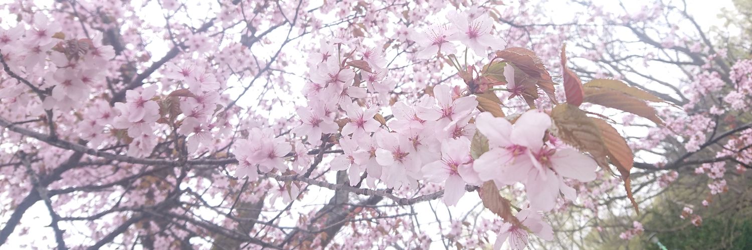 kakko__su's profile banner image