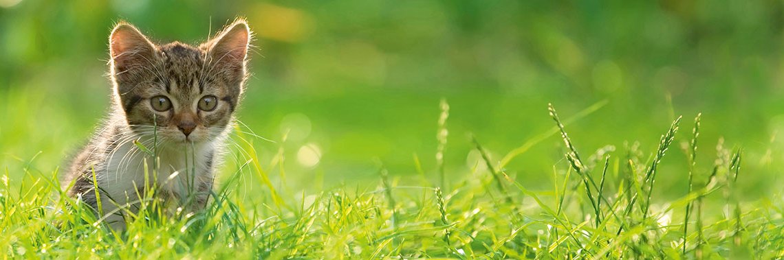 Cats Protection Crow Road banner