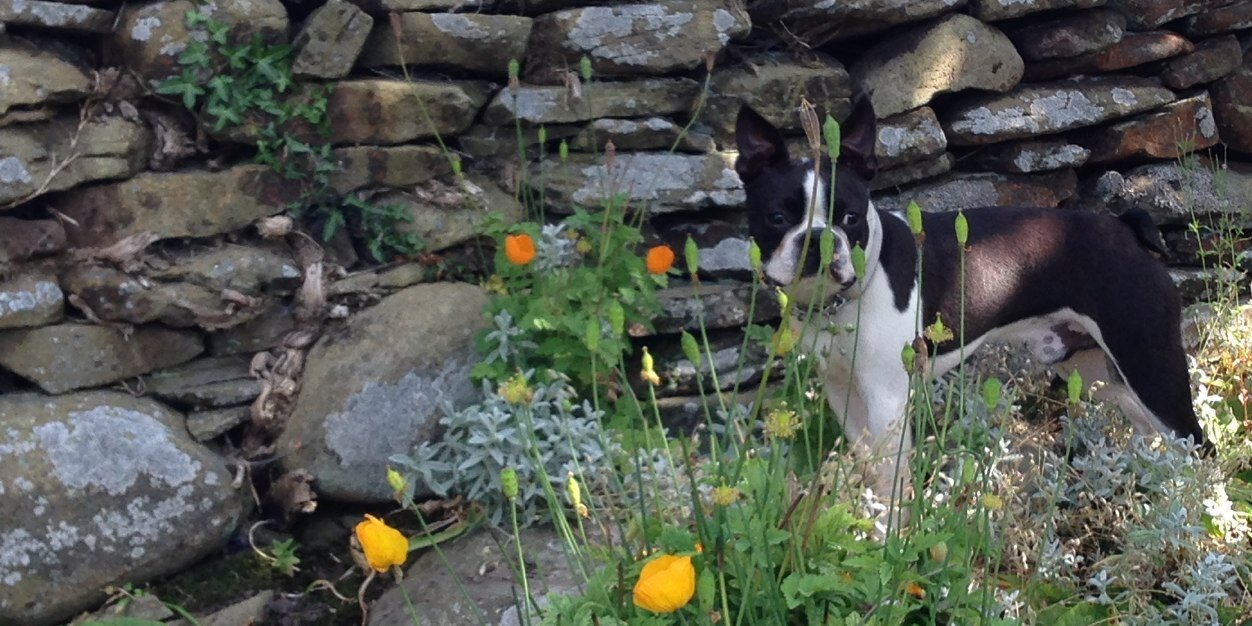 JaxTheBoston's profile banner image