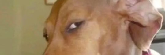 Toastlessbeanss's profile banner image