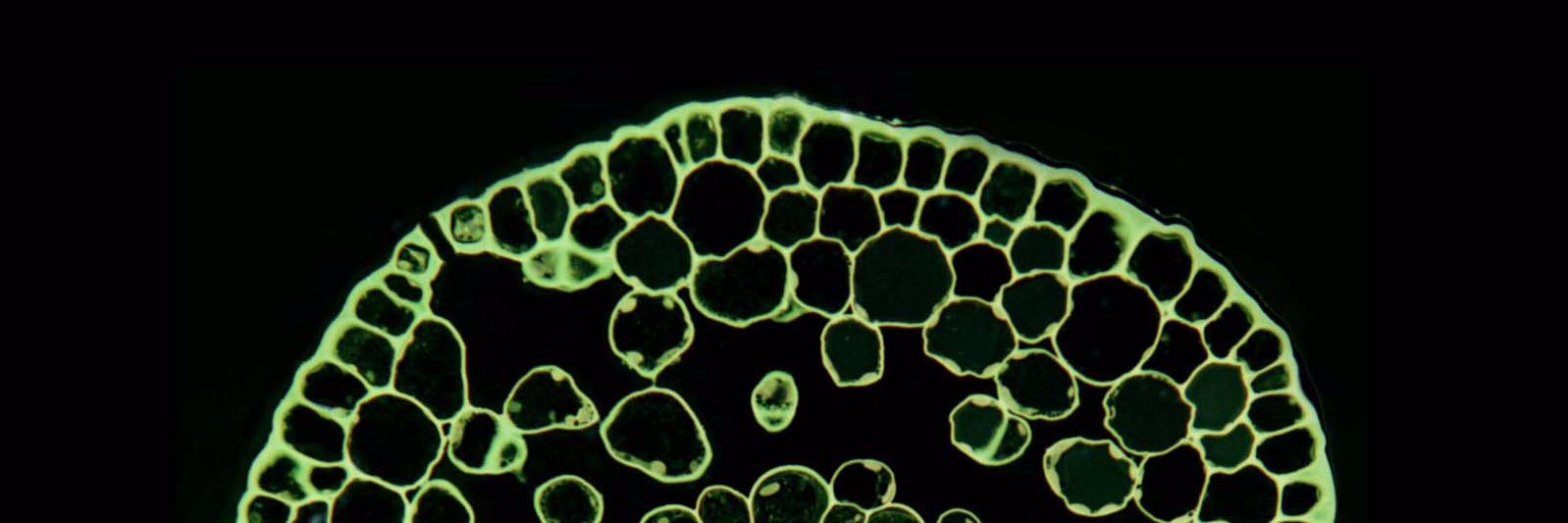 Dr. Amelia Merced banner