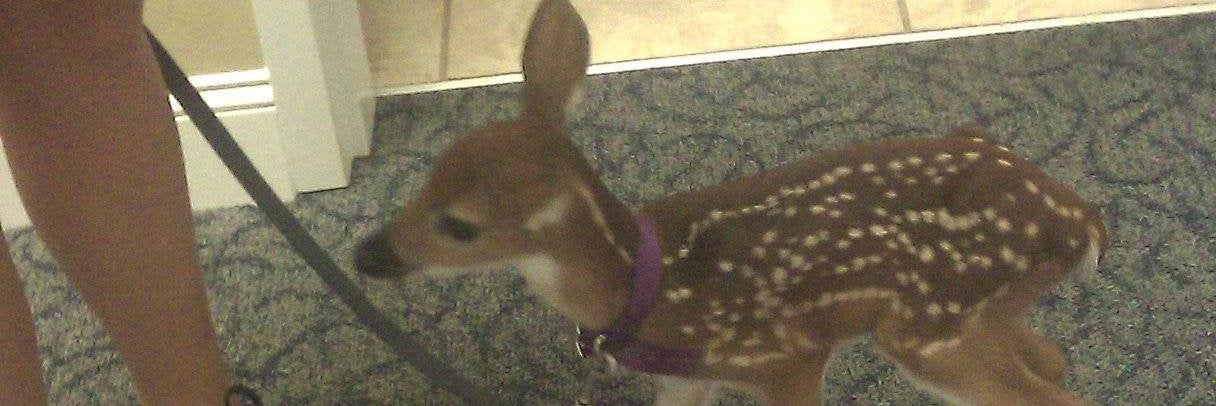 Tiny Deer puppy banner