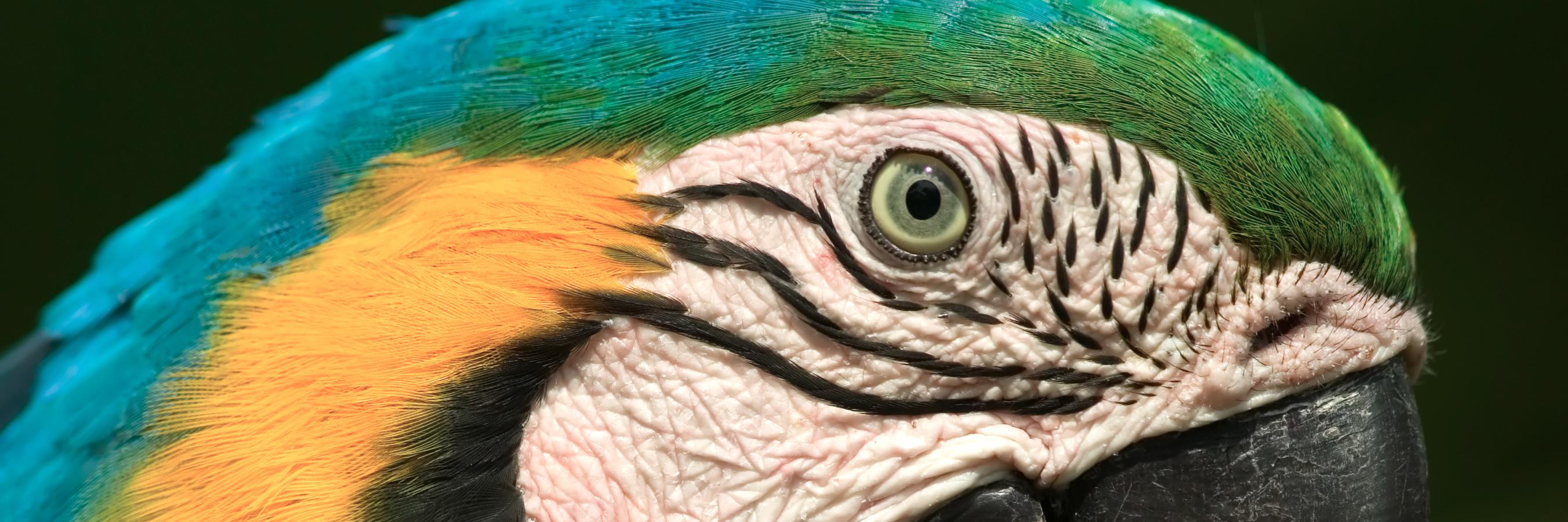 Avizandum_Birds's profile banner image