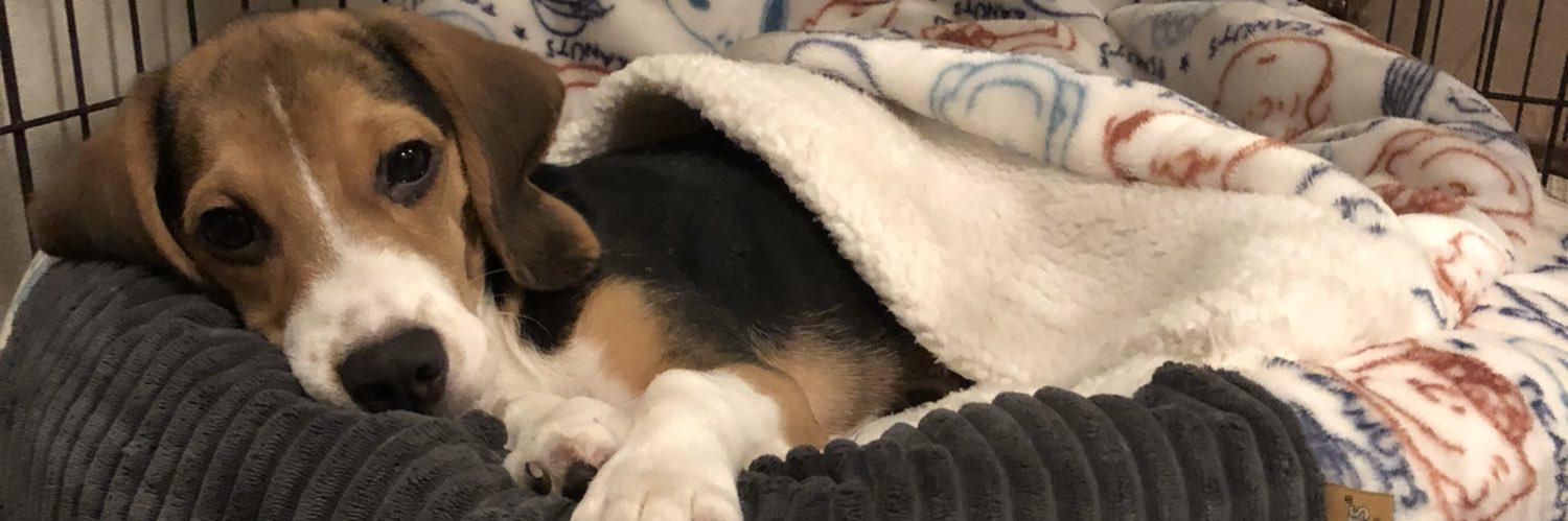 ネモ＆レオ banner