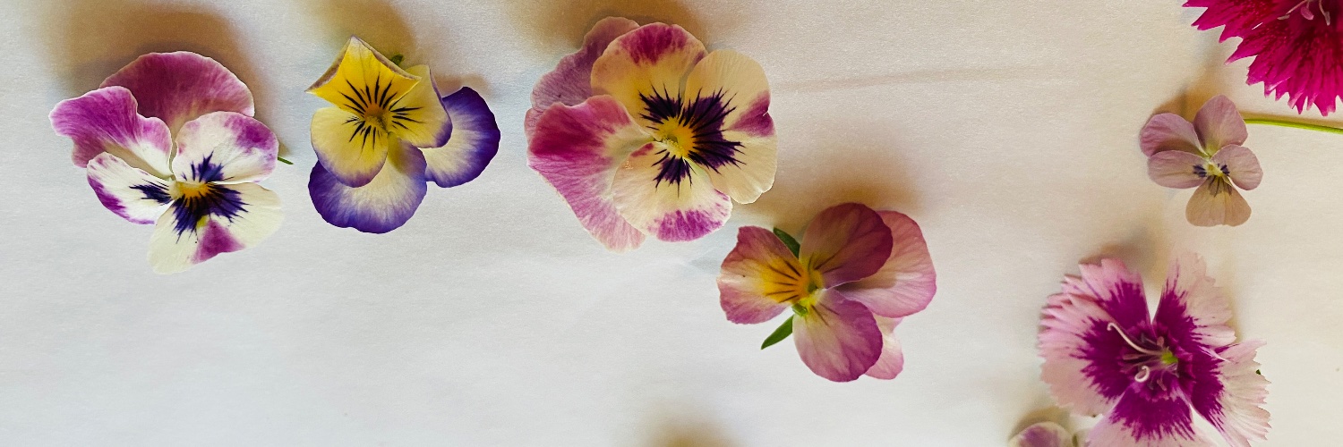 cocilaelle's profile banner image