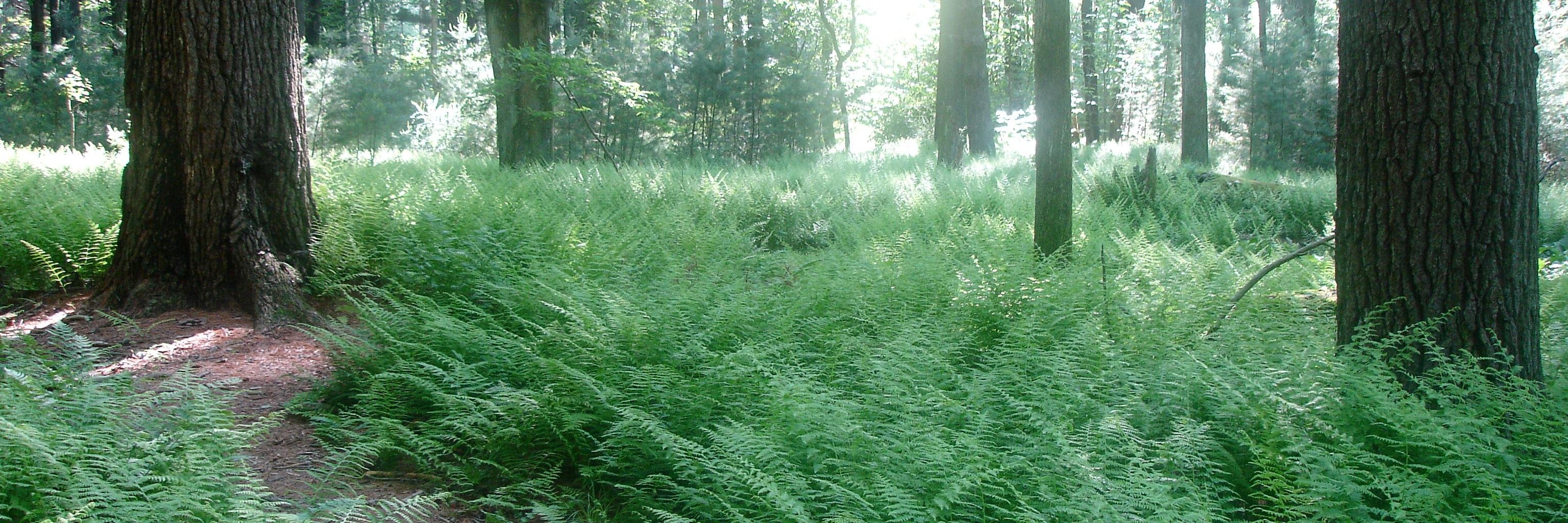 Duncan DeVore banner