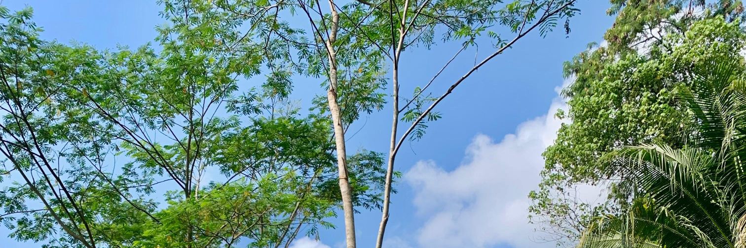 auntumnspring's profile banner image