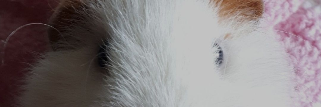 Unagico's profile banner image