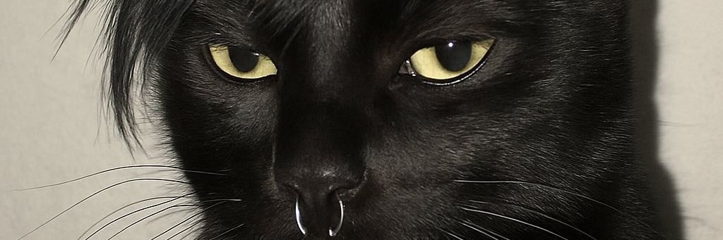 regidapormarte's profile banner image