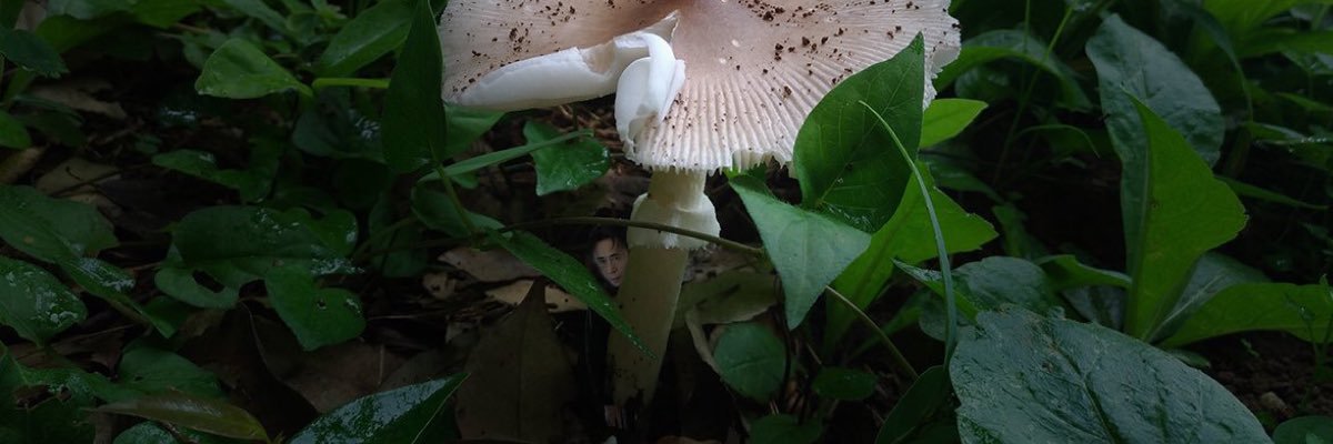 Hal_yy's profile banner image