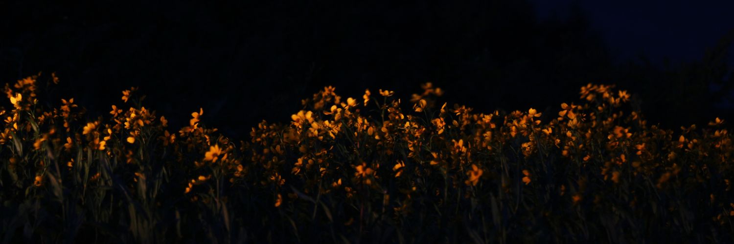 marta_bao's profile banner image