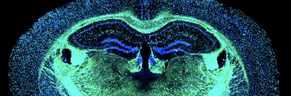 Dr. Kristen Zuloaga banner