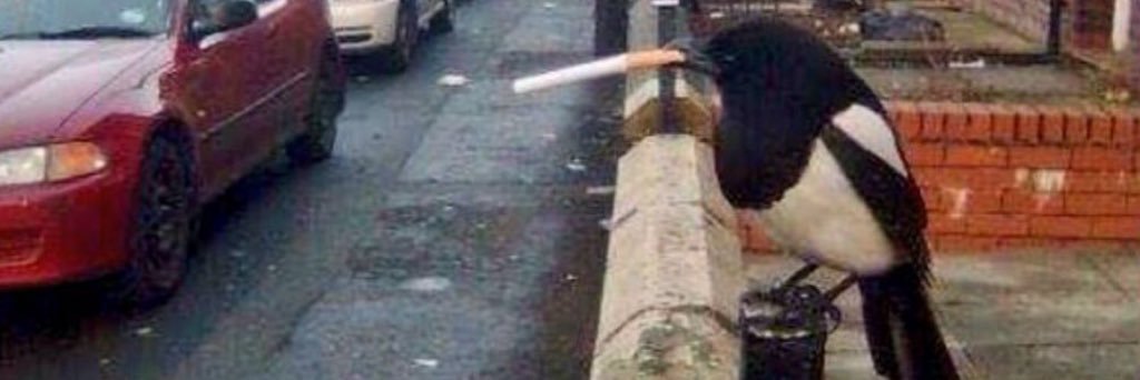 Jessica Lewis banner