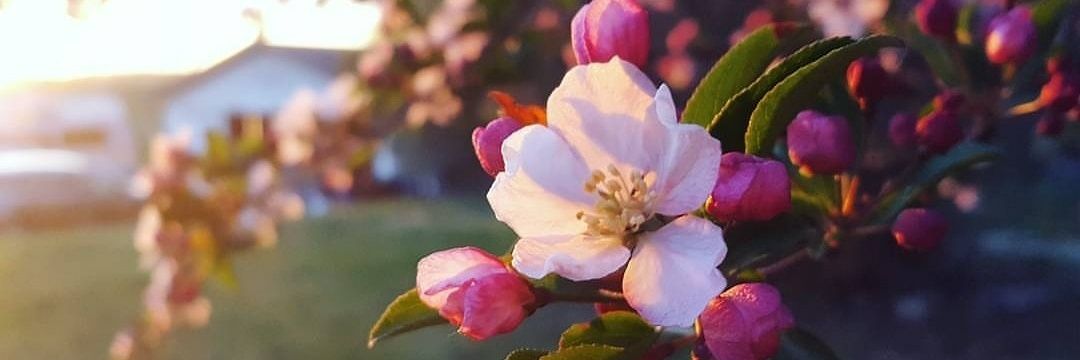 Harmony Lane 💖 banner