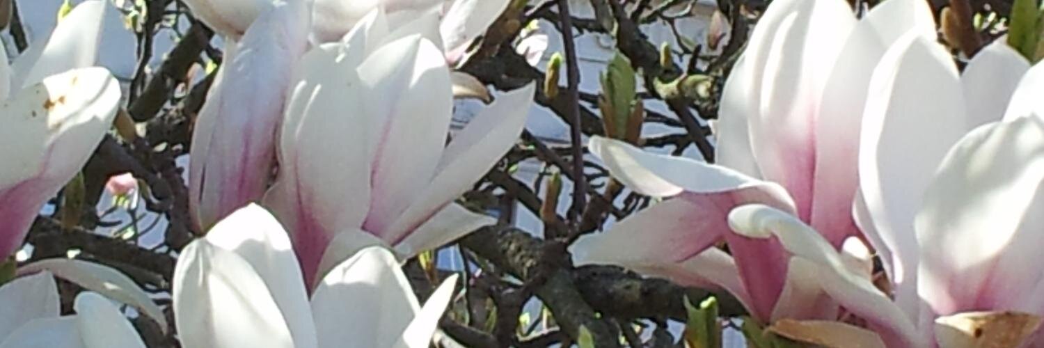 charlottewibe's profile banner image
