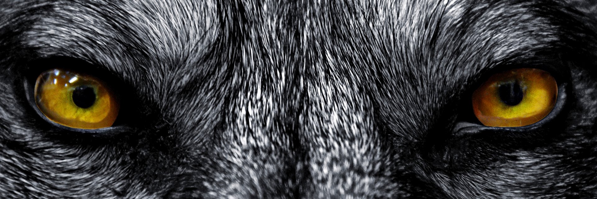 The Werewolf Council banner