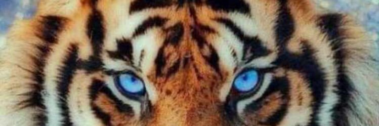 Azzdus's profile banner image