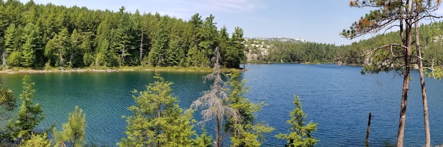 P. David Adelson, MD banner