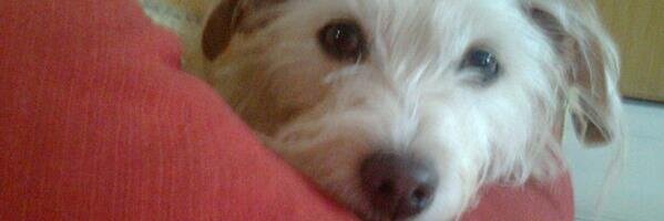 🇮🇹 Senatore Francesca  #facciamorete 🌐 banner