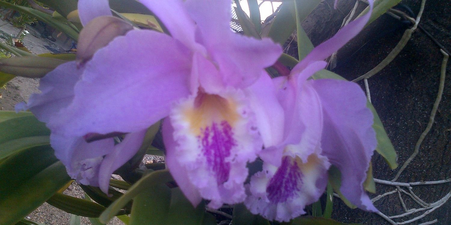 yemayana's profile banner image