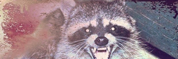 RⒶTO DO INTERIOR 🏴 banner