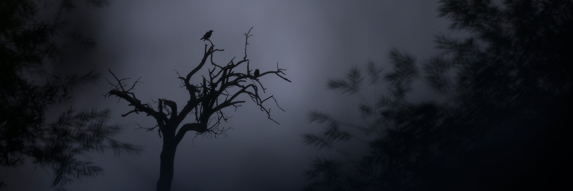 raven-dark banner