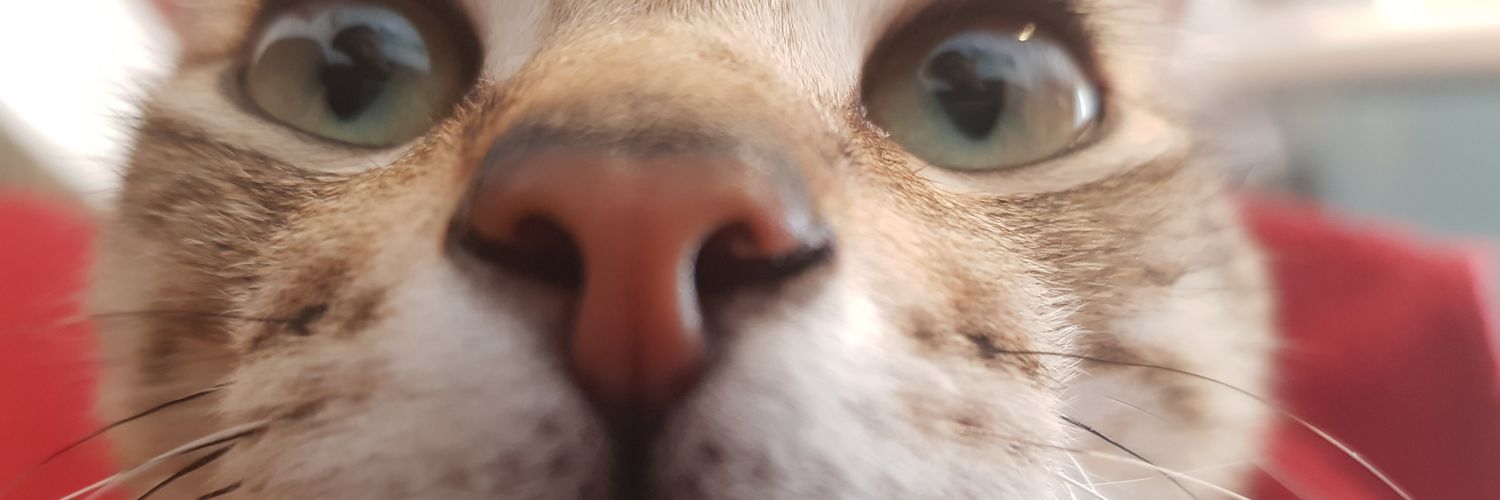 Albert_Fontde's profile banner image