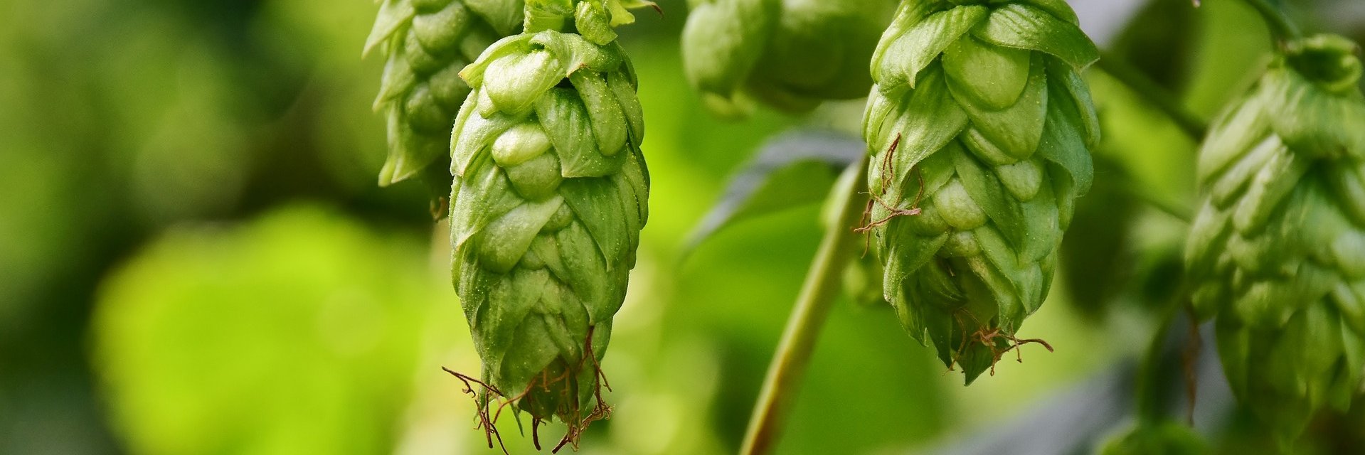 Curmudgeon Ale Works banner