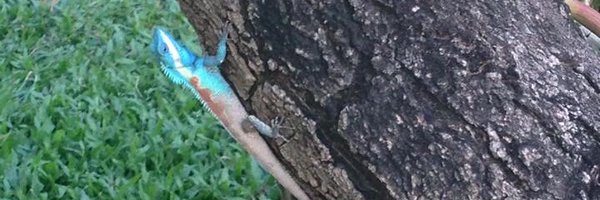 Meander_maxwell Profile Banner