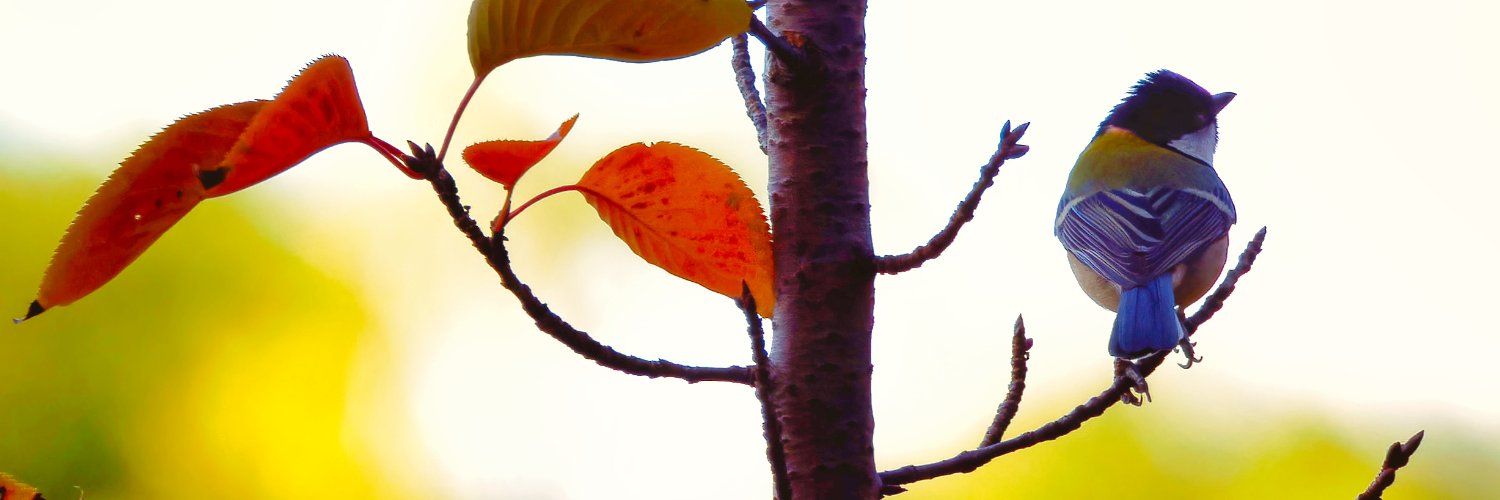 izuya36's profile banner image
